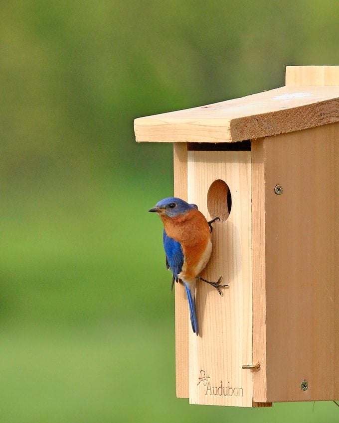 Eastern Bluebird Pair Selecting A Nest Box