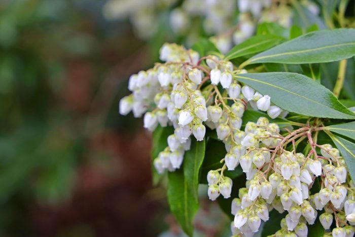 spring flowering bushes, A Japanese pieris branch with small tube-shaped white blooms.
