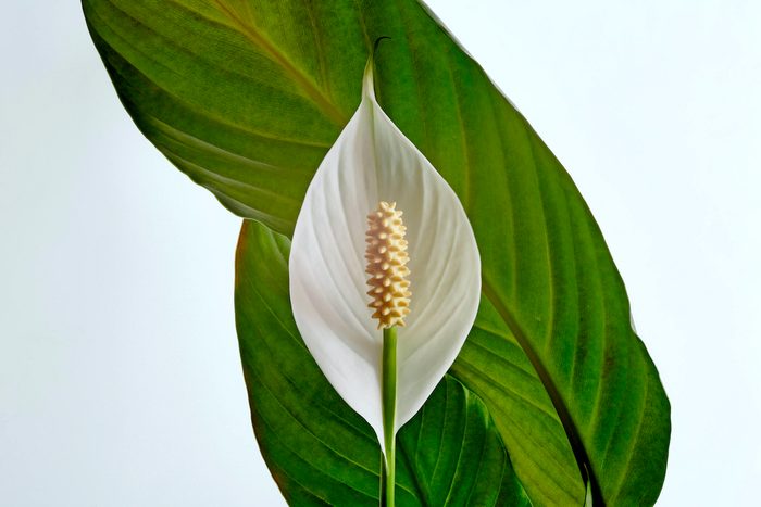A Photograph Of A Peace Lily With Leaves Curving Behind The Flower.
