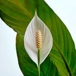 How to Care for a Peace Lily Plant