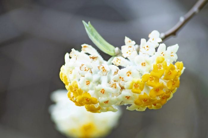 Clusters of paperbush flowers are yellow toward the middle and transition to white.