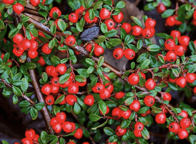 coral beauty cotoneaster