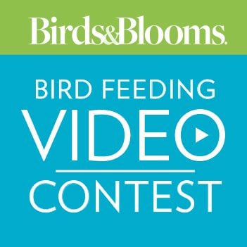 Video Contest22 1