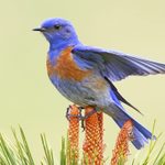 How to Identify a Western Bluebird