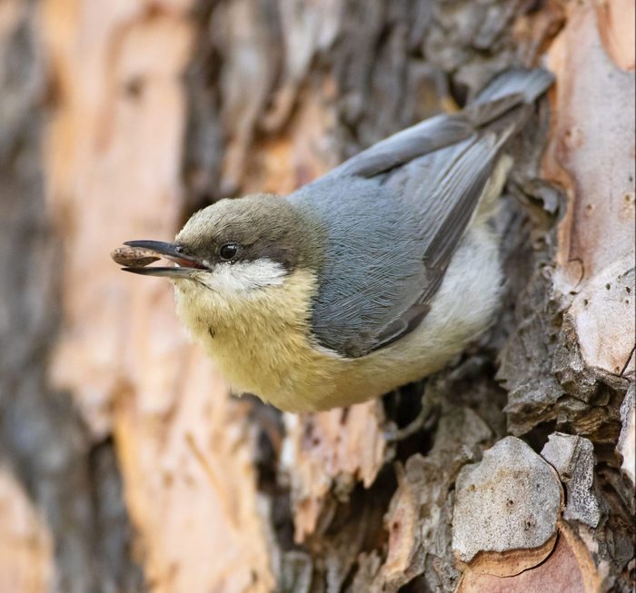 A brown-headed nuthatch holds a seed as it hangs from the bark of a tree.