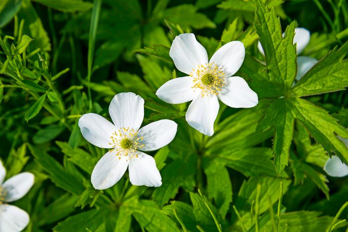 Anemone Canadensis, Canada Anemone, white flowers