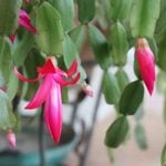 How to Care for a Christmas Cactus and Help It Bloom