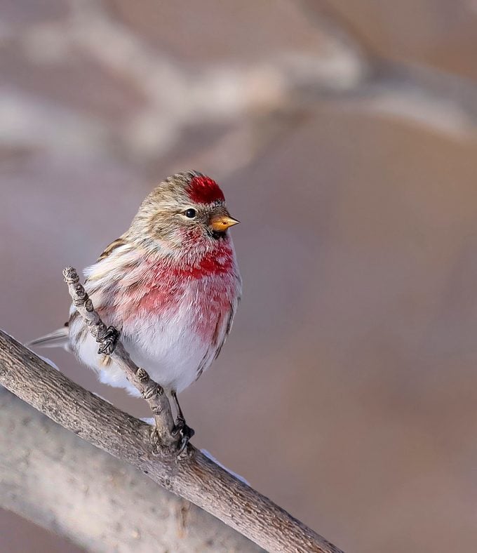 A common redpoll sits on a branch with a dusting of snow.