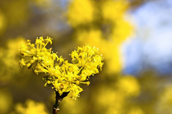Bright yellow Cornelian cherry dogwood flowers on the tips of a branch.