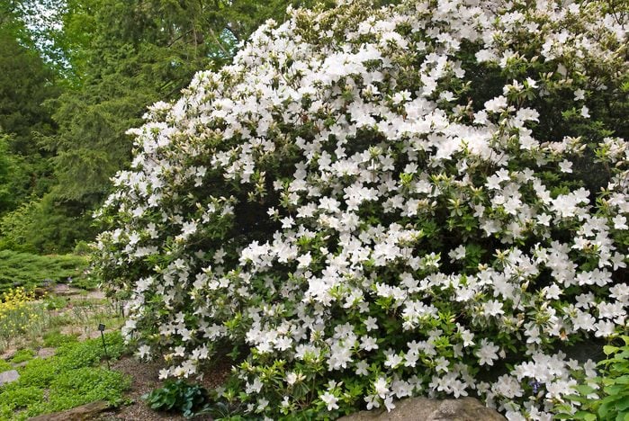 Rhododendron 'delaware Valley White'