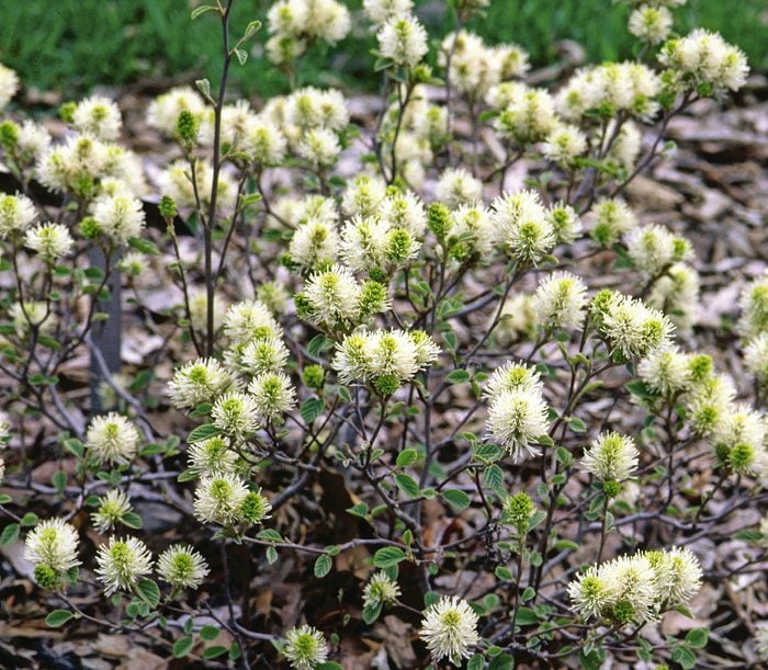 Dwarf fothergilla features fuzzy, off-white flowers.
