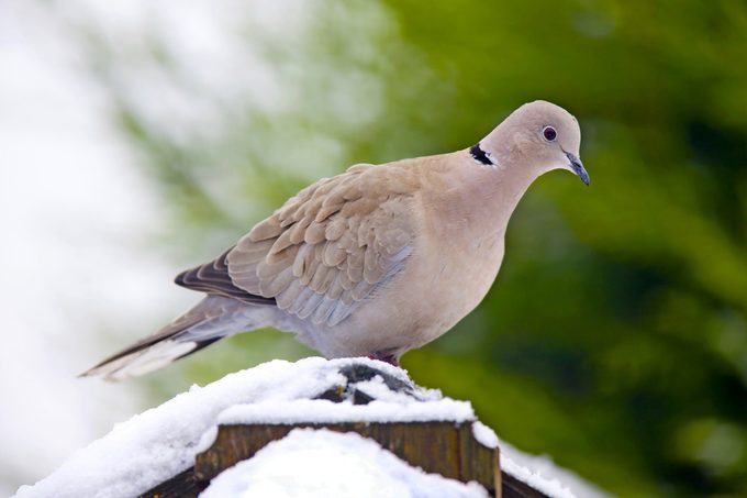 Eurasian collared dove sitting on a snowy structure.