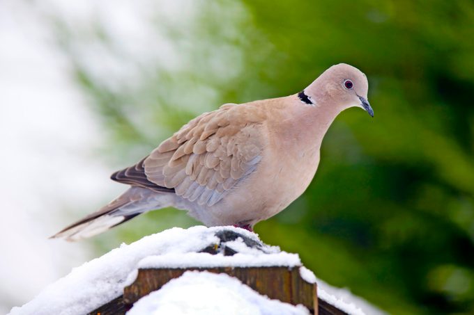 Eurasian collared dove sitting on a snowy structure.