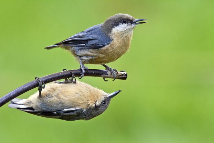 A pair of pygmy nuthatches playfully cling to a stick.