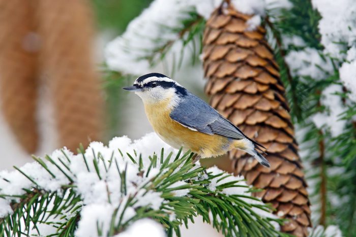 A red-breasted nuthatch sitting on an evergreen branch covered in snow.