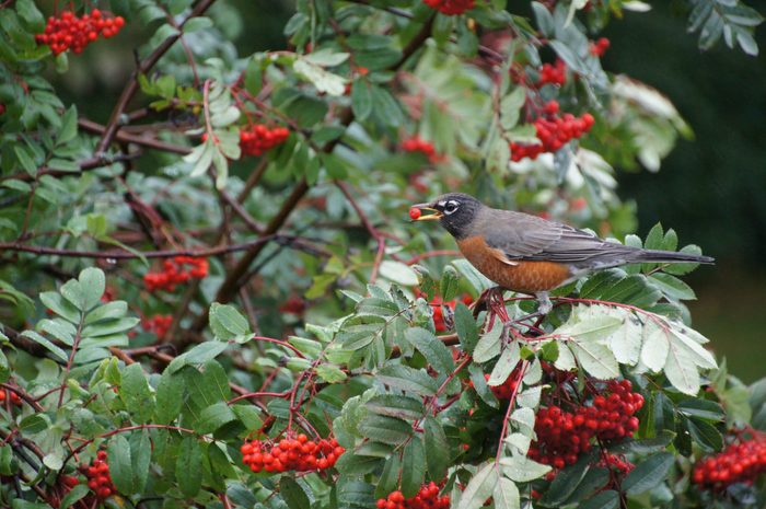 An American robin plucks the bright red berries of a mountain ash tree.