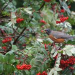 Attract Birds and More With a Mountain Ash Tree