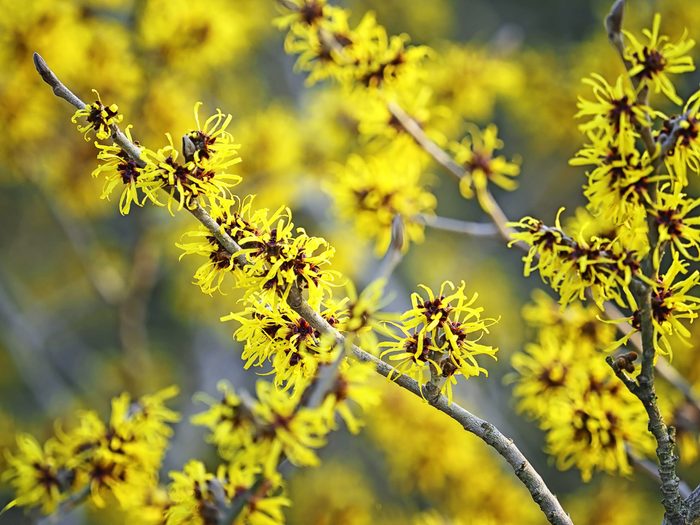 Yellow bursts of flowers from witch hazel bushes are some of the first blooms to appear in spring.
