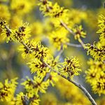 Top 10 Early Spring Flowering Bushes