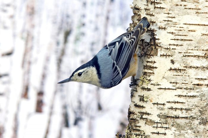 A white-breasted nuthatch makes its way down a tree.