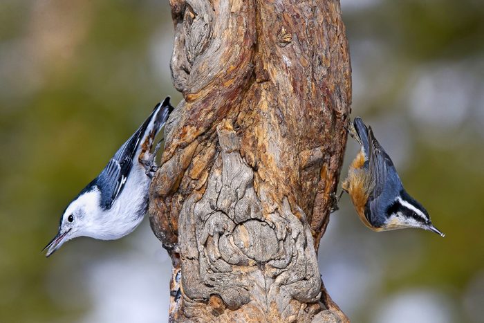 White Red Breasted Nuthatches