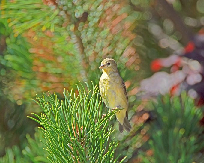 05 Lisafisher Bbxmar22 (1), lesser goldfinch, female