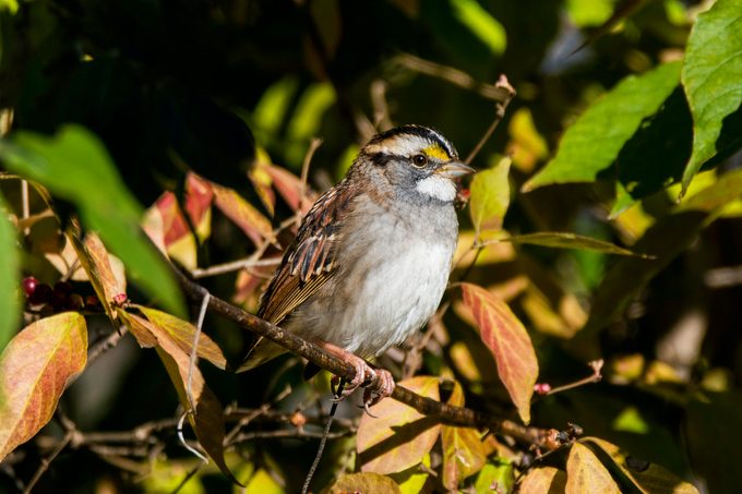 White Throated Sparrow   Male   Brandywine Park, In