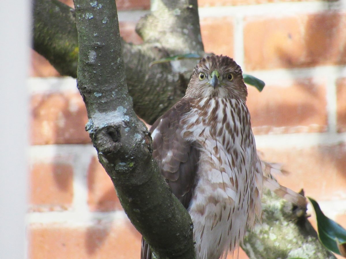SCORES & OUTDOORS: Was it a Sharp-shinned hawk or a Cooper's hawk