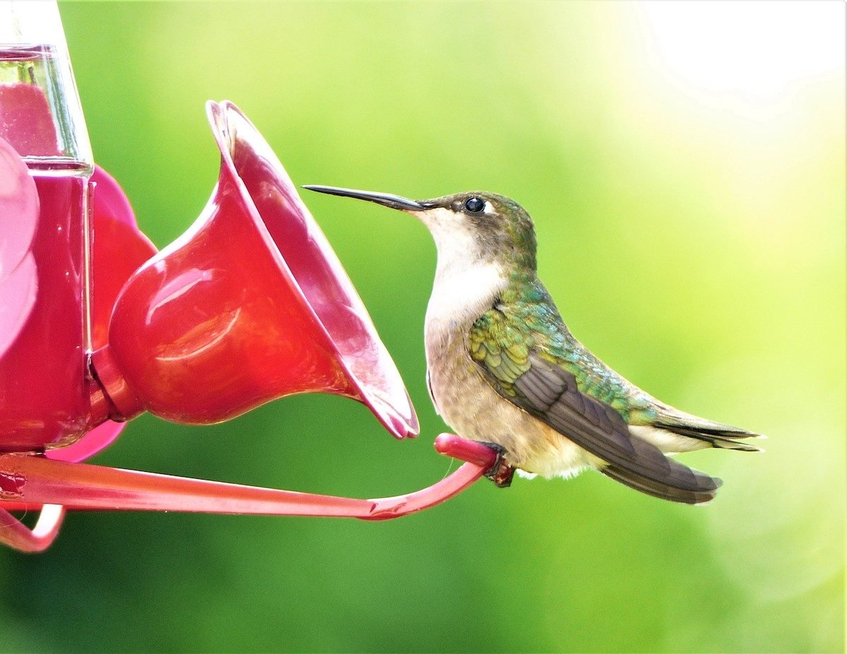 Spring is Here! Get Your Bird Feeders Ready