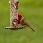 No Mess Bird Feeders to Keep Your Yard Clean