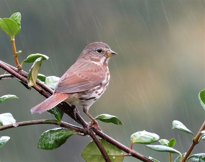 sparrow pictures, where do birds go when it rains