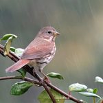 Where Do Birds Go During a Rain Storm?