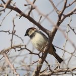 House Sparrow: Least Wanted Backyard Birds