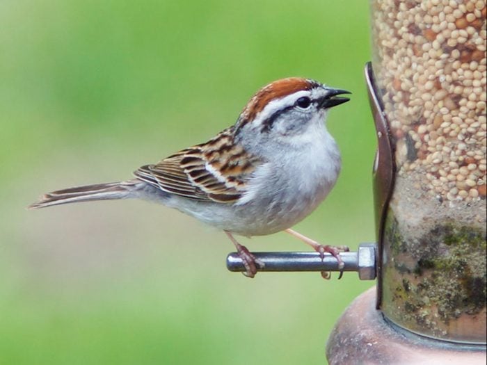 brown bird, chipping sparrow