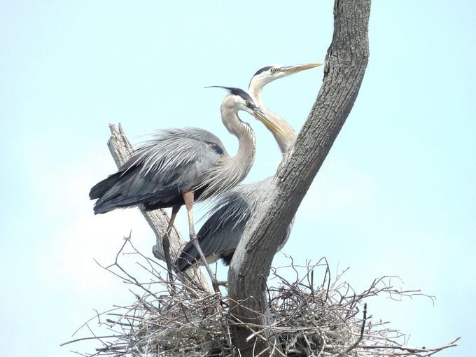 great blue heron nest, do birds reuse nests