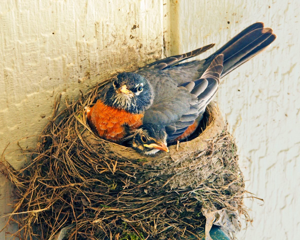 Păsările reutilizează cuiburile?