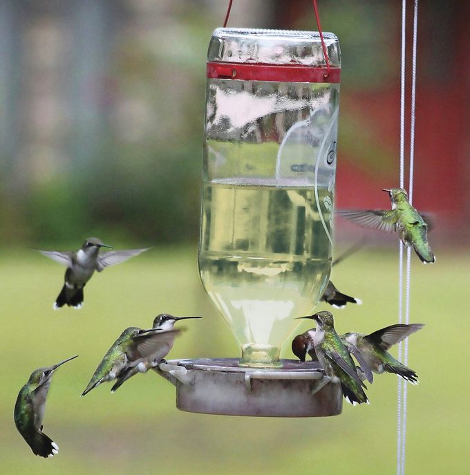 how do hummingbirds find feeders