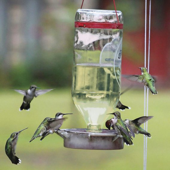 Attracting Hummingbirds - Birds and Blooms