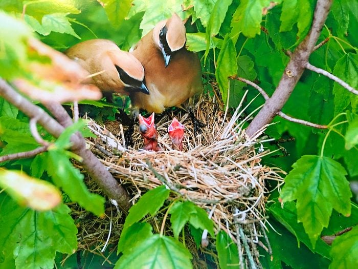 how long do baby birds stay in the nest, Cedar waxwings with nestlings