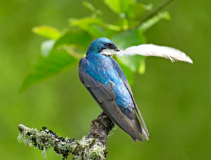 A tree swallow gathers nest material.