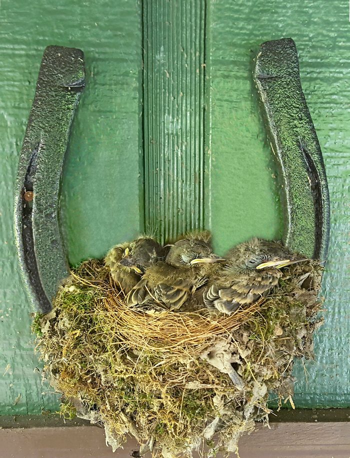 how long do baby birds stay in the nest