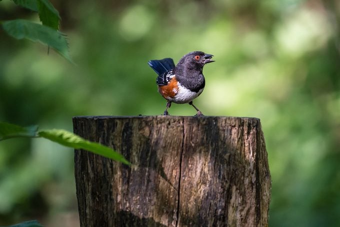 spotted towhee, types of towhee birds