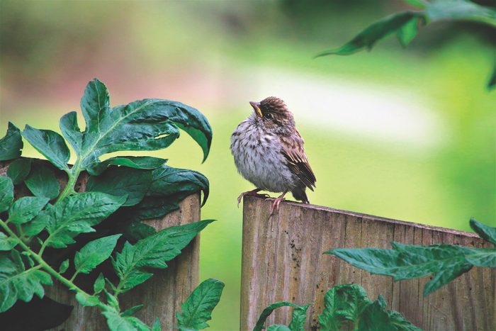Baby Song Sparrow In My Backyard Taken With A Canon T6i.