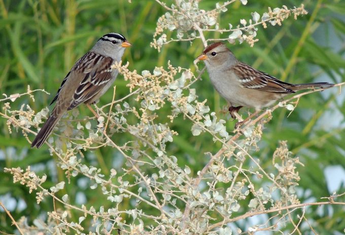 white-crowned sparrow, juvenile, adult