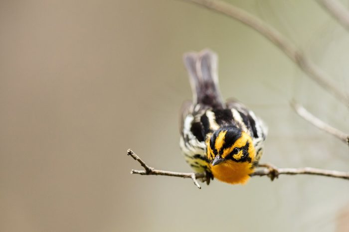 blackburnian warbler