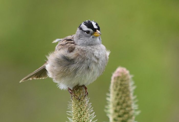 white-crowned sparrow, friendly birds