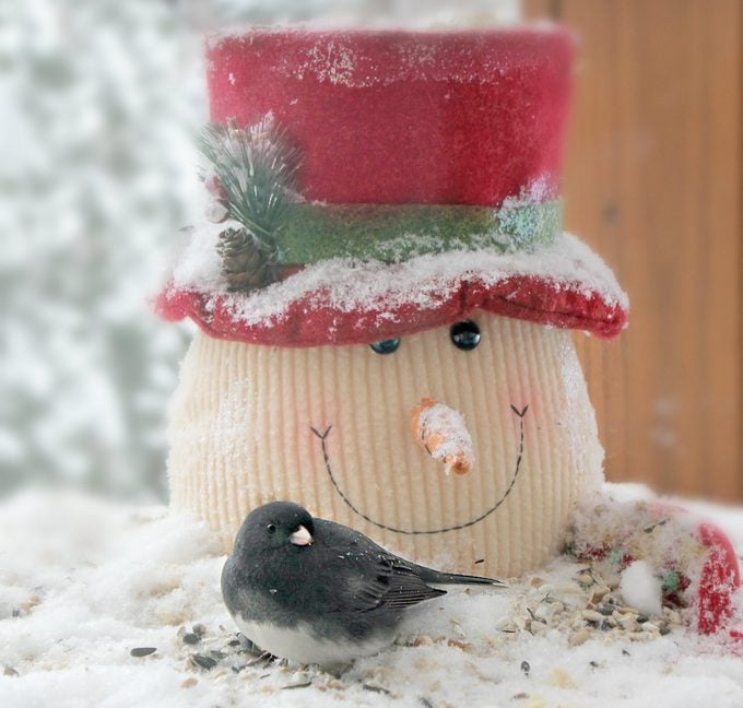 what do juncos eat