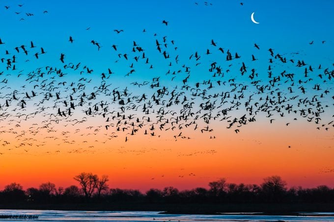 Flock Of Sandhill Crane (antigone Canadensis) Birds At Sunset, Platte River, Kearney, Nebraska, Usa