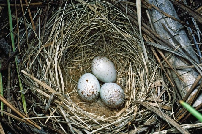 Dark Eyed Junco (junco Hyemalis) Eggs In Nest Woven From Grass