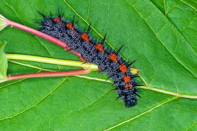 Mourning cloak caterpillar